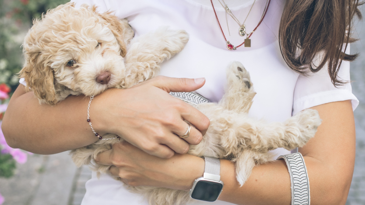 Recent poll shows that more Americans without children are putting their pets on par with human relationship and affection.